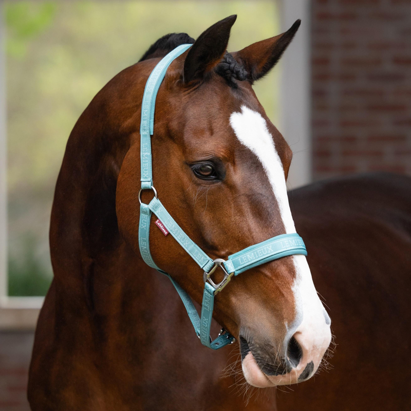 LeMieux Logo Headcollar in Lagoon-1